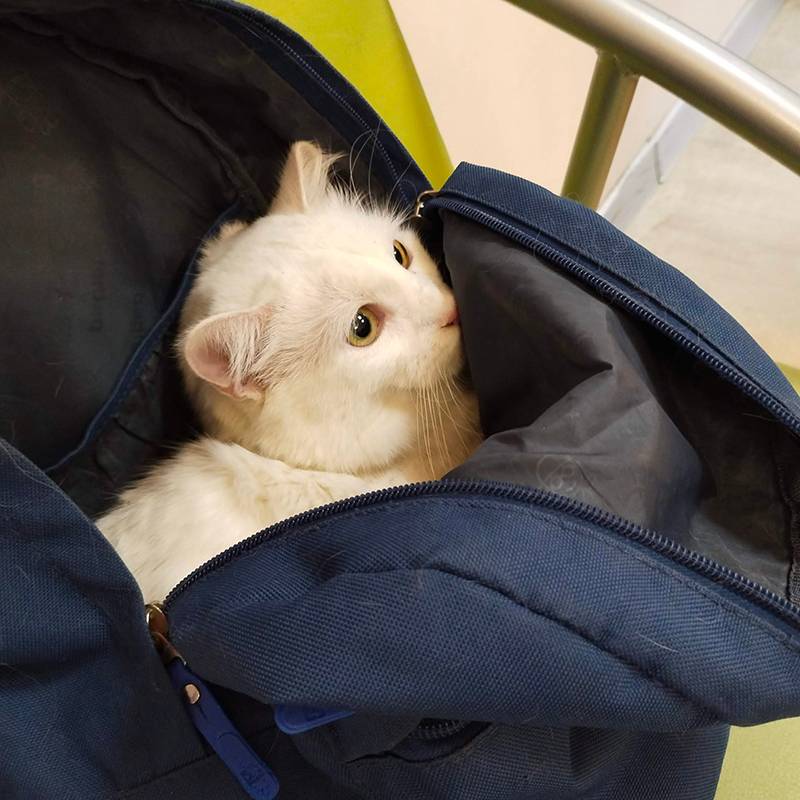 Салем не хочет идти к ветеринару и долго сидит в рюкзаке