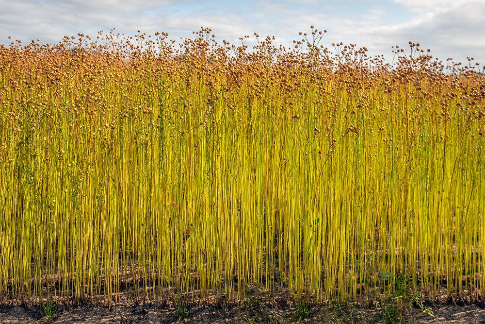 Льняное масло: польза для женщин и мужчин, как принимать для здоровья и ...