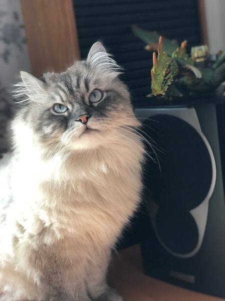 Daria Pakhomova