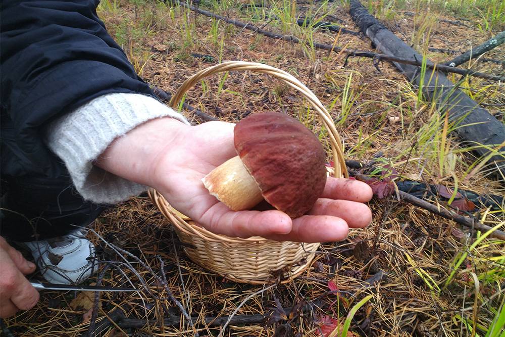 В грибах коренной сибиряк разбирается с детства. Пойти в лес за грибами — популярный способ провести выходные