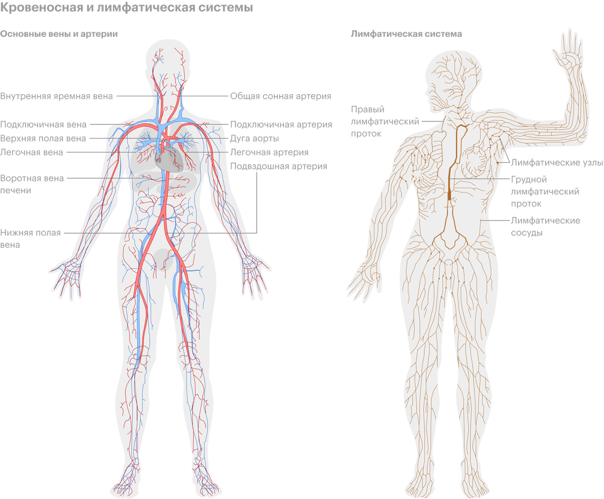 Лимфатическая система человека схема. Лимфатическая система и кровеносная система. Кровеносная и лимфатическая система человека схема. Лимфатическая система женщины схема.