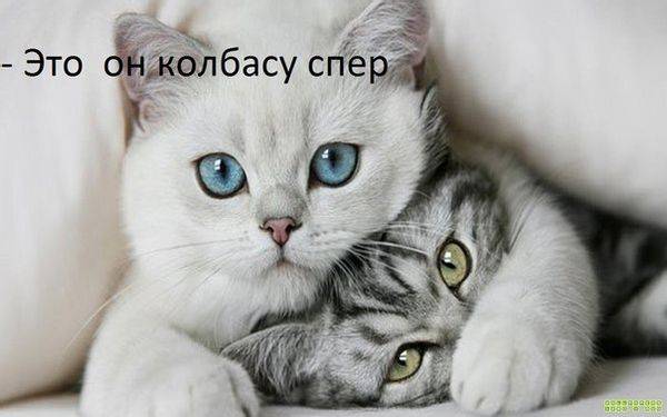 Кот