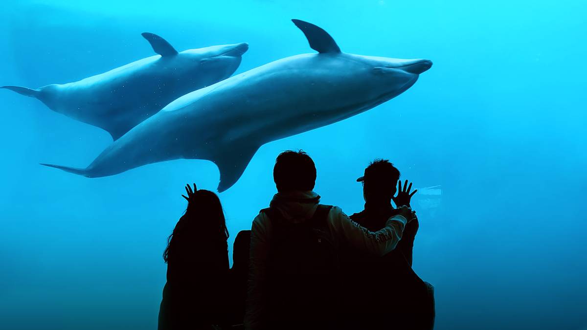 Что не так с дельфинариями и океанариумами