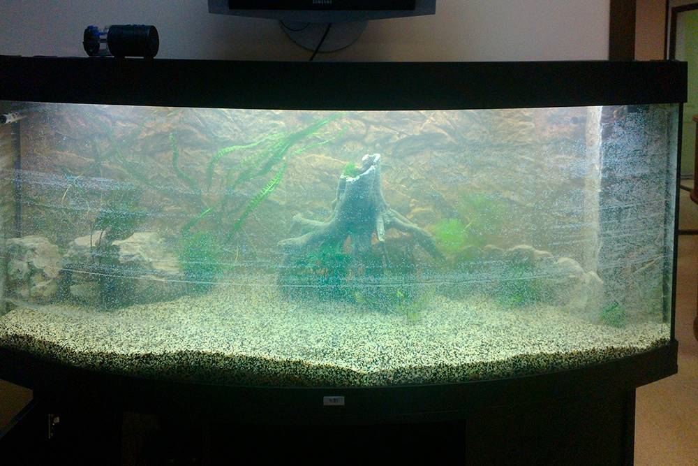 Так выглядит аквариум сразу после оформления и&nbsp;запуска. Рыбы там появятся только через одну-две недели