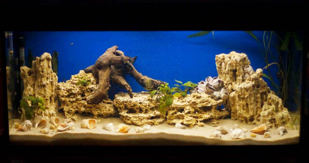 Подготовленный аквариум для&nbsp;цихлид. Камни занзибар, коряги мопани, ракушки и&nbsp;даже растения. Источник: cichlids.ru