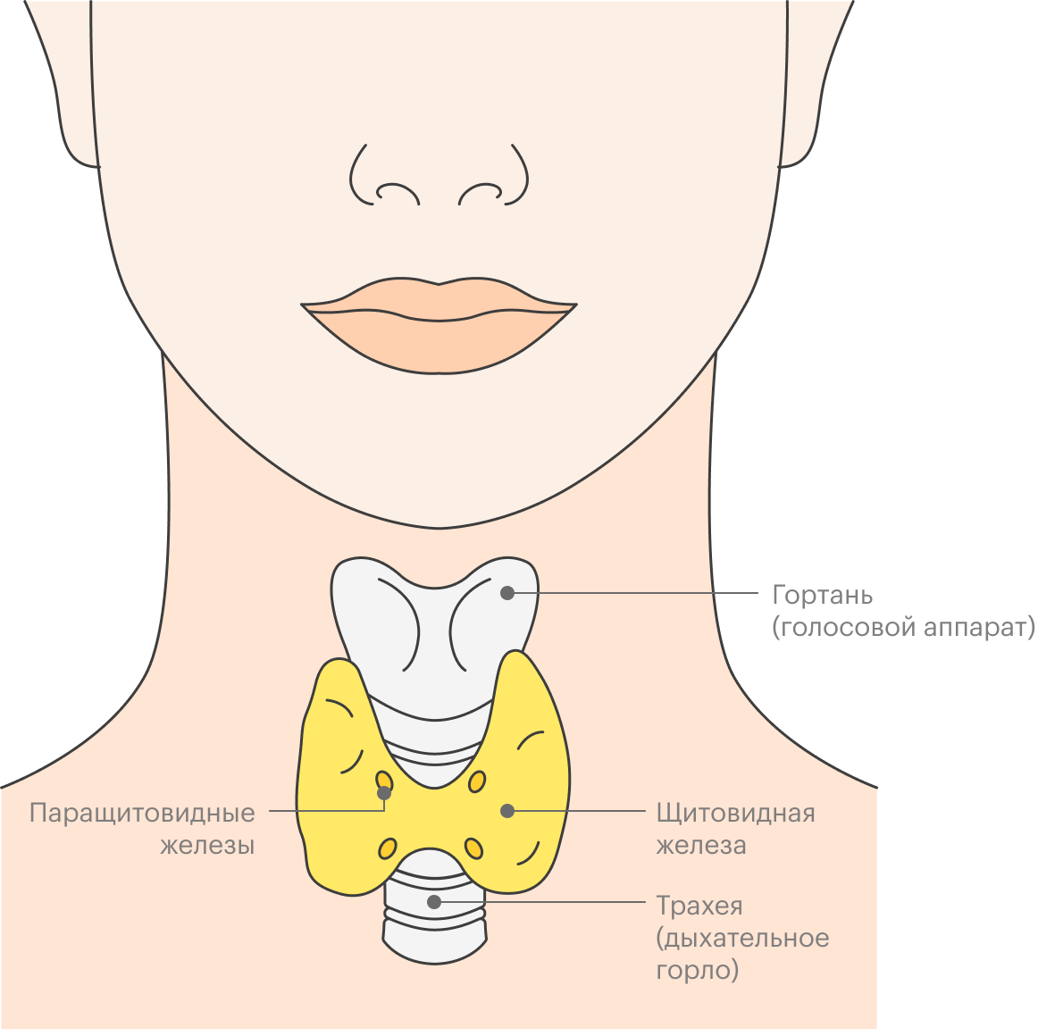 Щитовидная железа лежит почти под&nbsp;поверхностью кожи. Их разделяют только фасции — тоненькие пластинки соединительной ткани