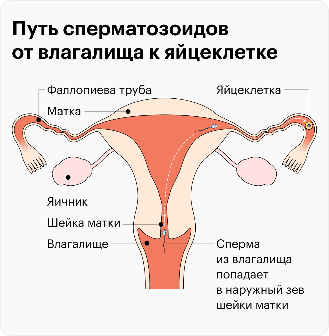 Путь сперматозоидов от влагалища к яйцеклетке
