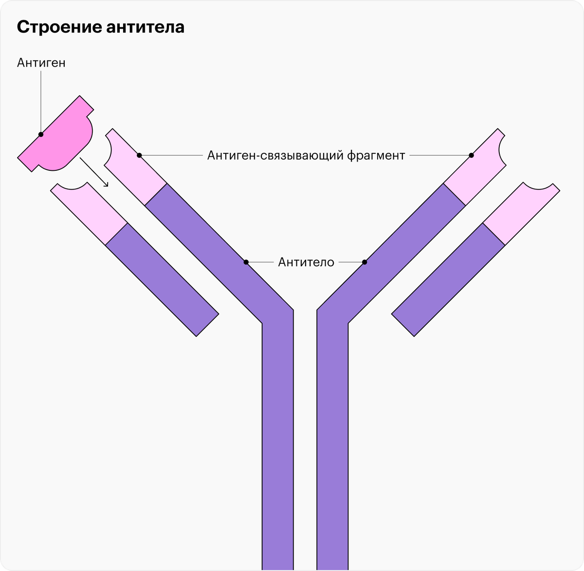 Иммуноферментный анализ: что показывает, как проводится, сколько стоит ...