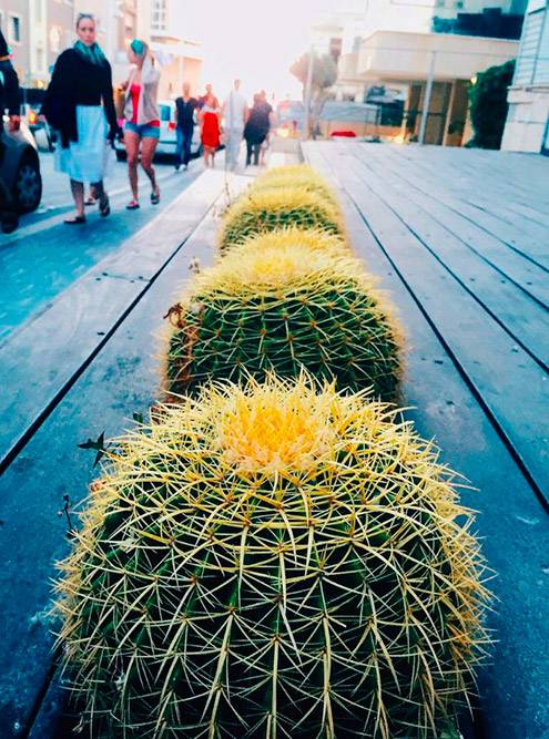 В Тель-Авиве повсюду растут такие ровные фотогеничные кактусы. Их не только помещают в кадки, но и просто встраивают в дорогу