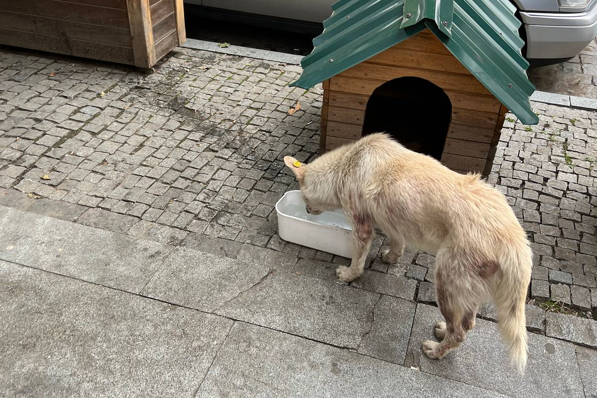 Почти все бездомные собаки, которых я видела в Кутаиси, с чипами. На улицах Старого города стоят новые будки — меня впечатлило такое заботливое отношение к животным