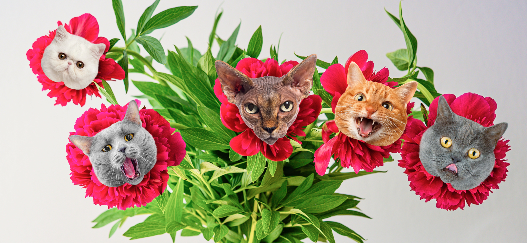 «Не отстанет, пока не дашь кусочек»: 6 неожиданных ароматов, которые привлекают кошек