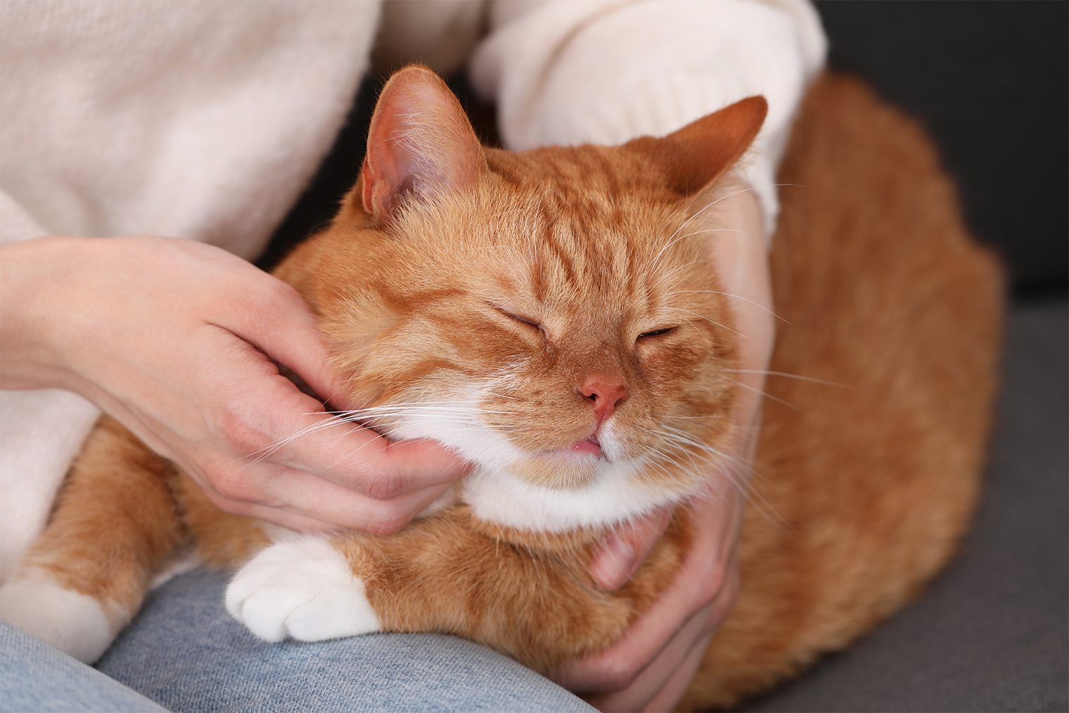 Коту нравятся прикосновения хозяина. © New Africa / Shutterstock / FOTODOM