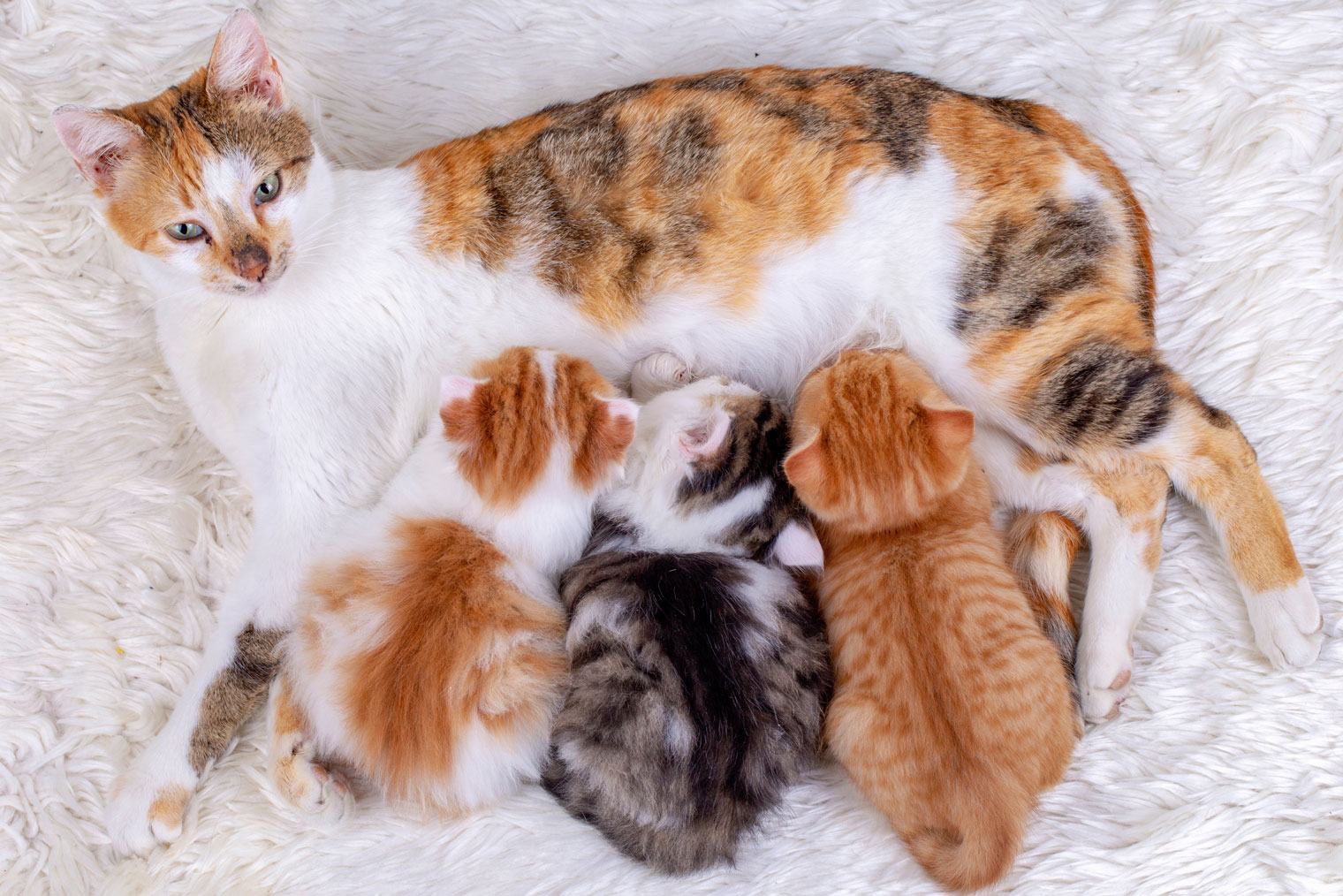 Окрас кошки — генетическая лотерея. Зная ее особенности, можно вывести котят с определенным оттенком шерсти и даже рисунком. Источник: Esin Deniz / Shutterstock / FOTODOM
