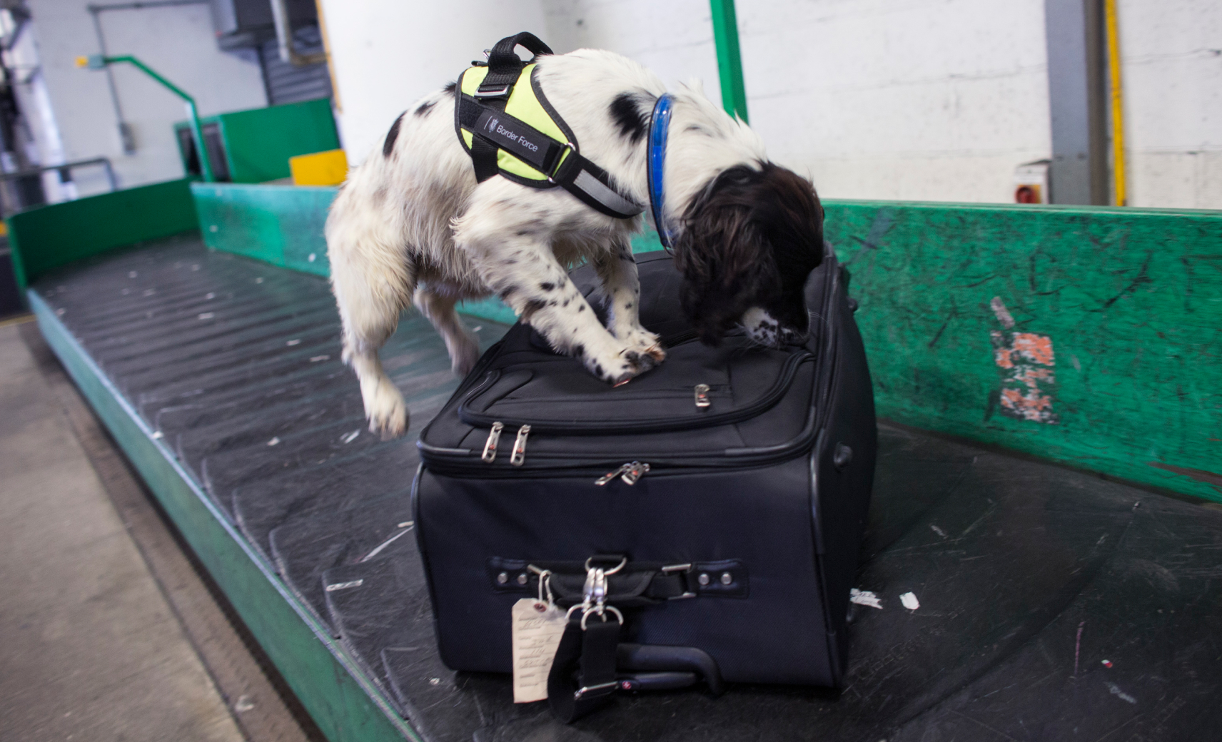 Распознают недоступные нам запахи…