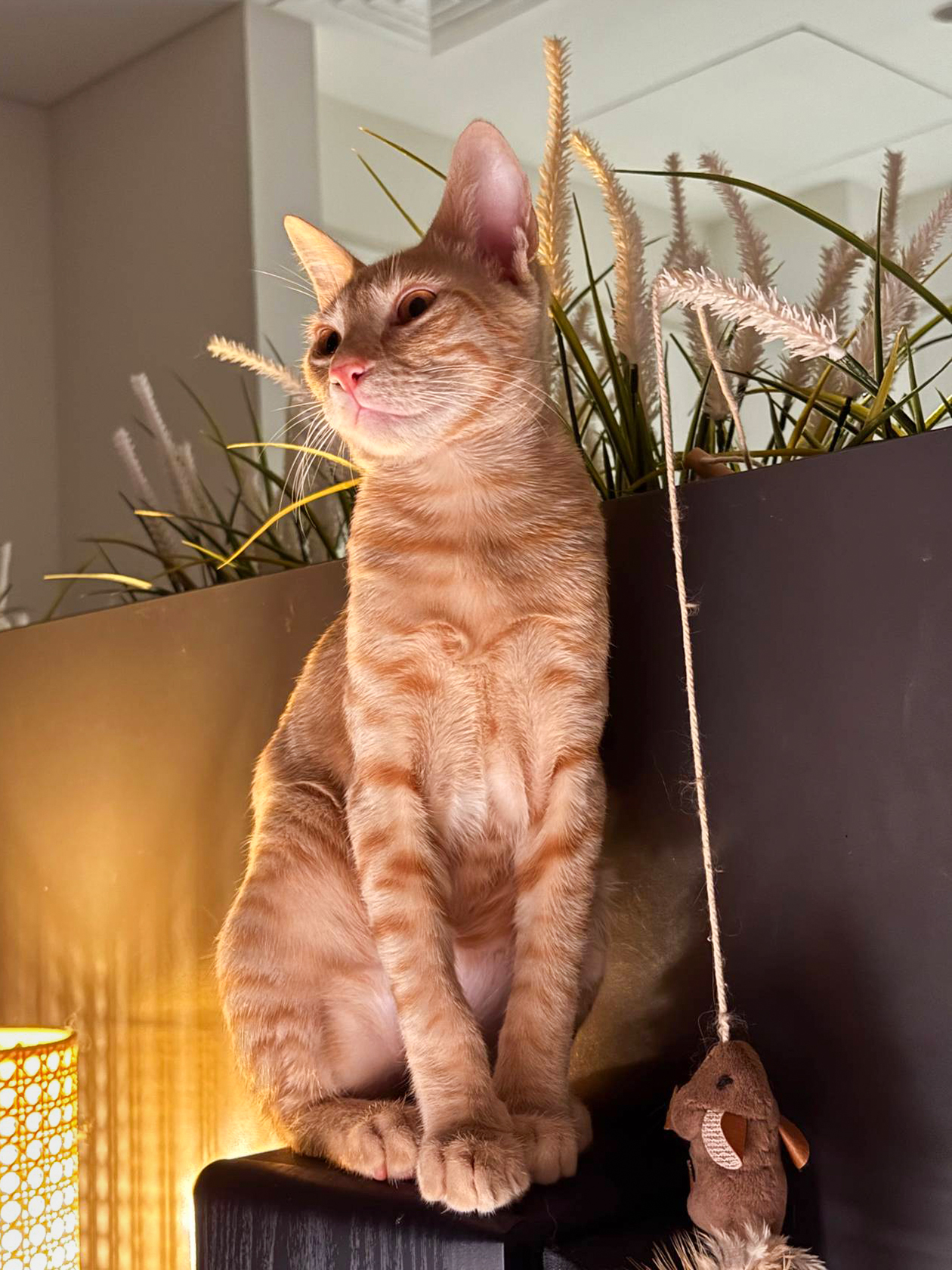 Если бы это был мой первый кот, второго бы никогда не взяла