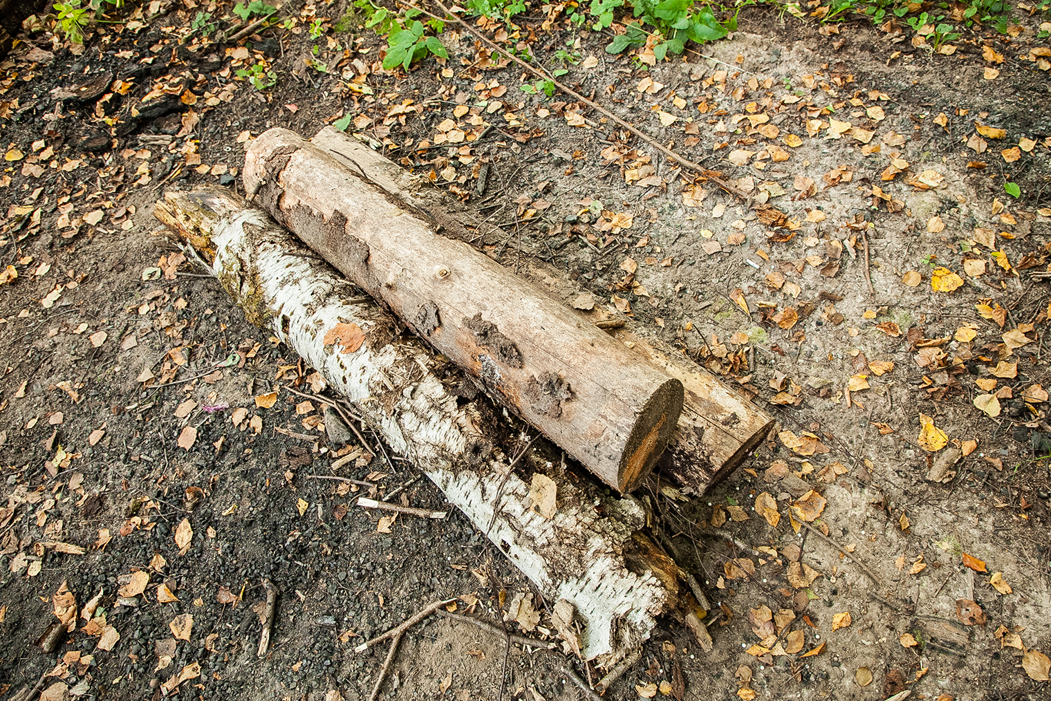 Пример расположения бревен в нодье. Фотография: Александра Малахова