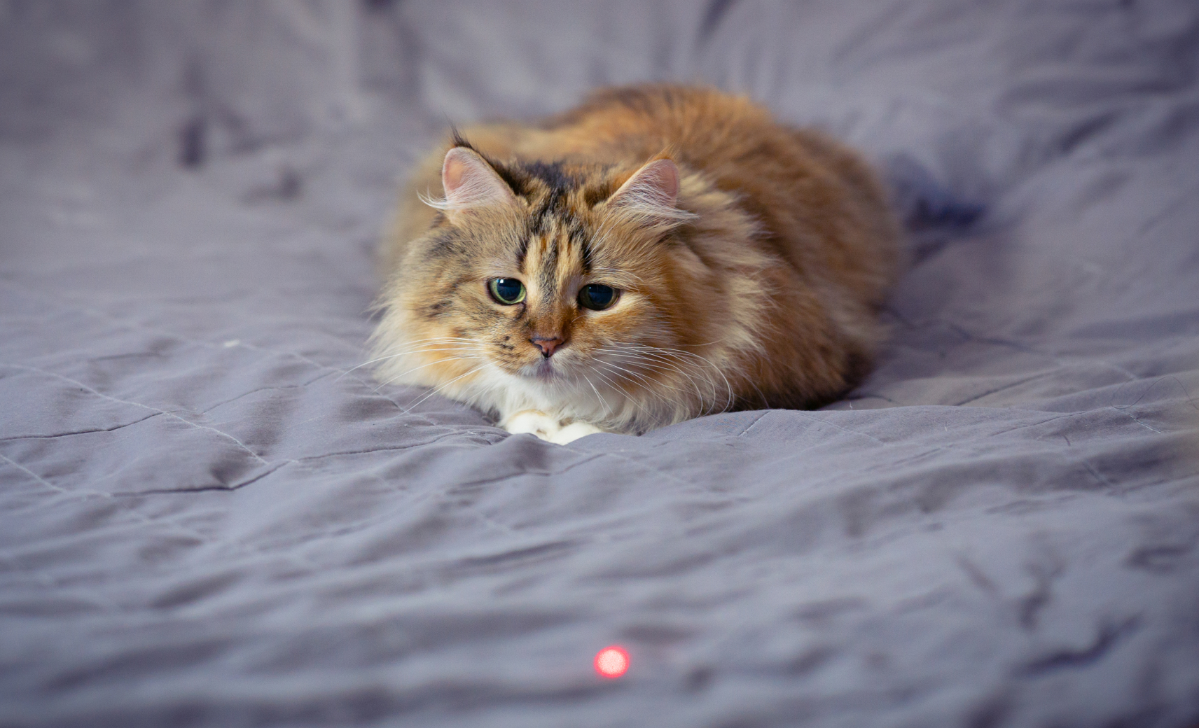 Лазерные указки