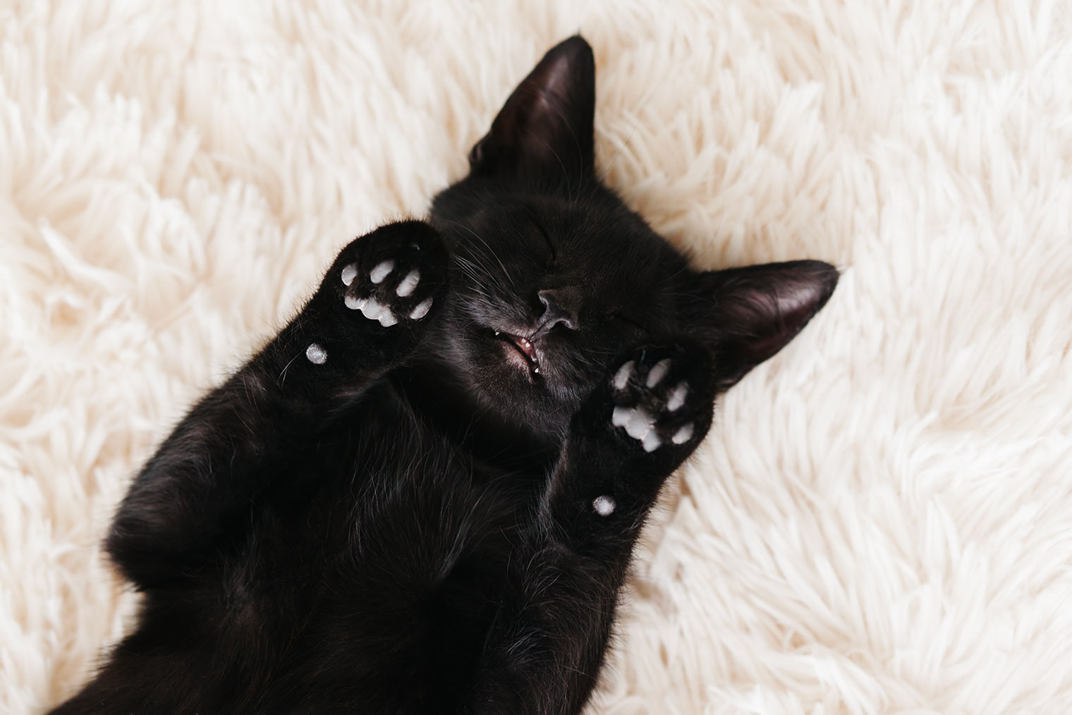 Черные котики могут быть добрыми и точно не приносят несчастья: окрас на это не влияет. Источник: Alena Ozerova / Shuttertock / FOTODOM
