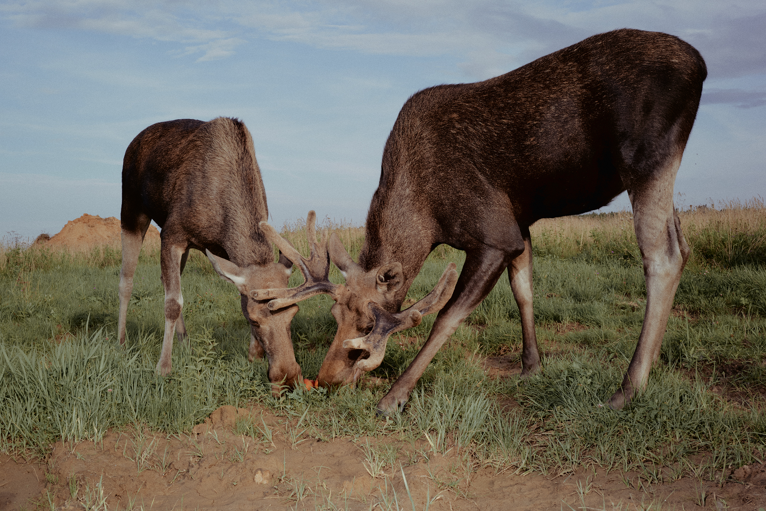 Основной рацион взрослых лосей — зелень и листья, но они не отказываются от угощений. Лось Шоколадик обожает яблоки, морковь, арбузы и дыню, а лосиха Мурка без ума от бананов