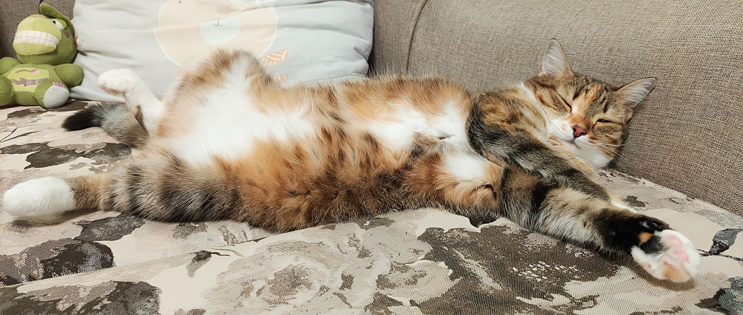 Умнейшая, разговорчивая красавица — моя кошка Мася