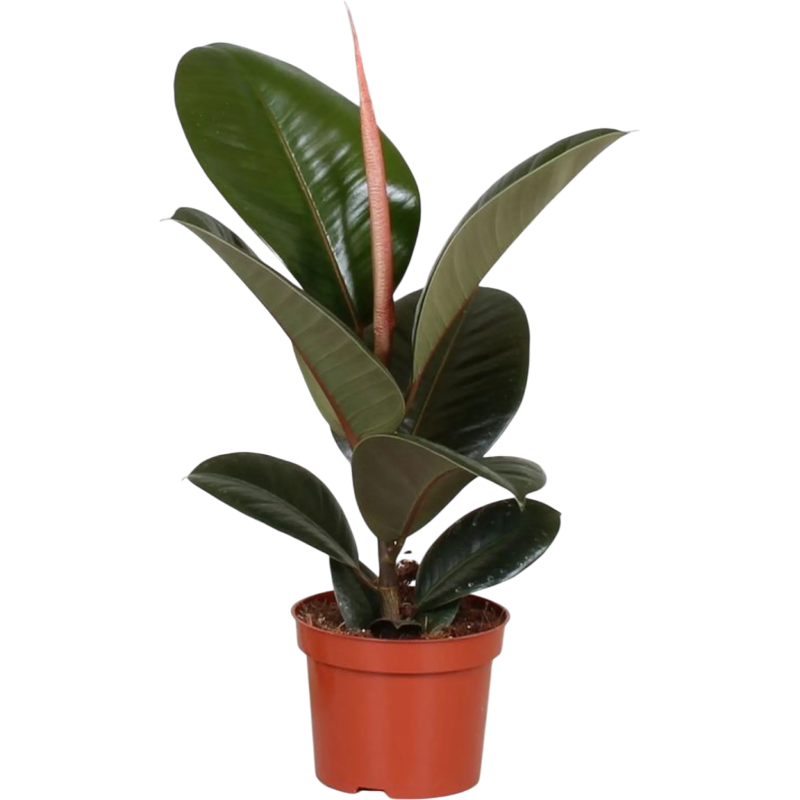 Фикус «эластика» робуста