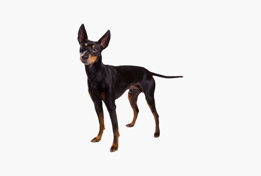 Это английский тойтерьер