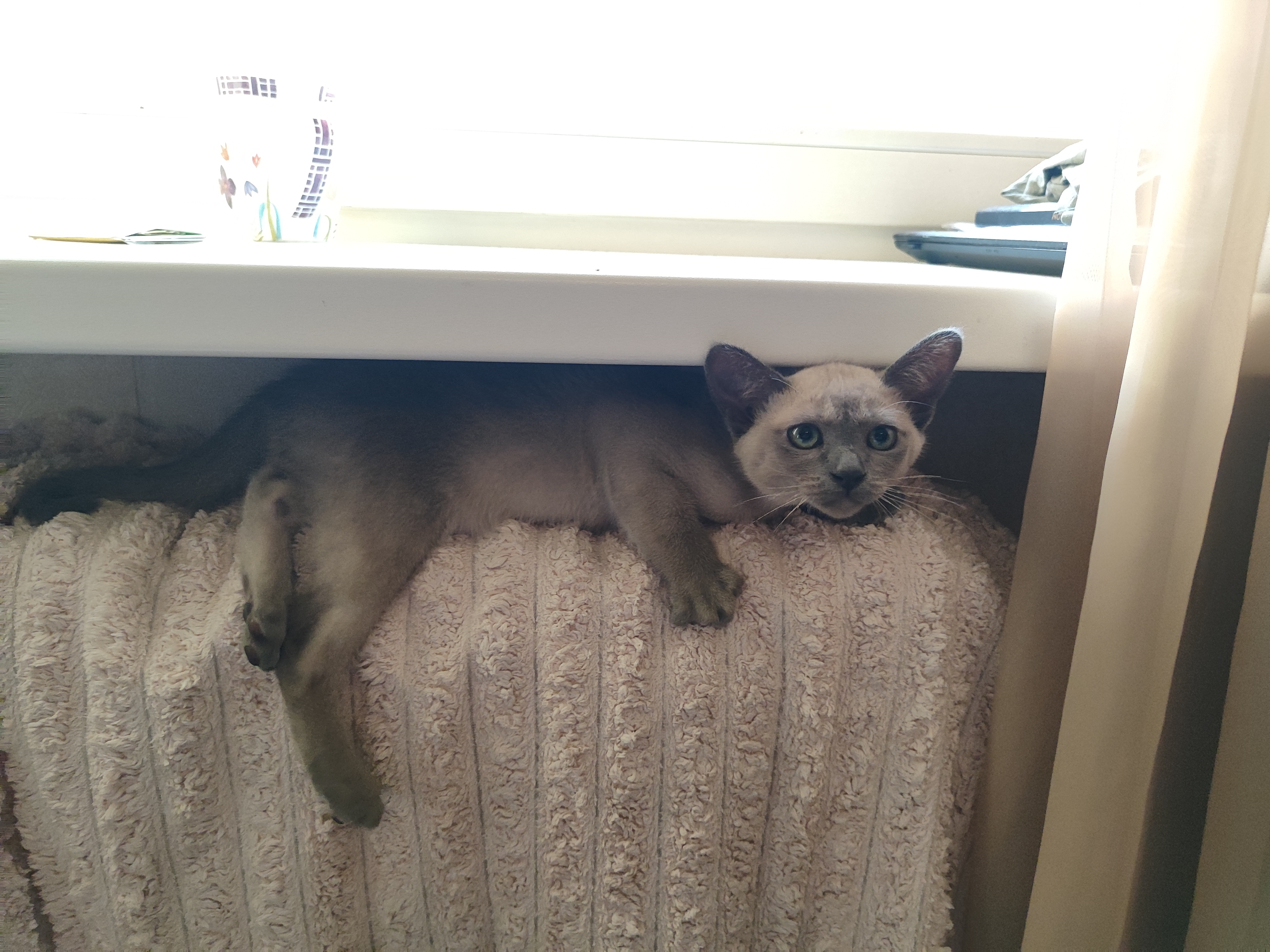 «Мое лежбище, батарея моя»