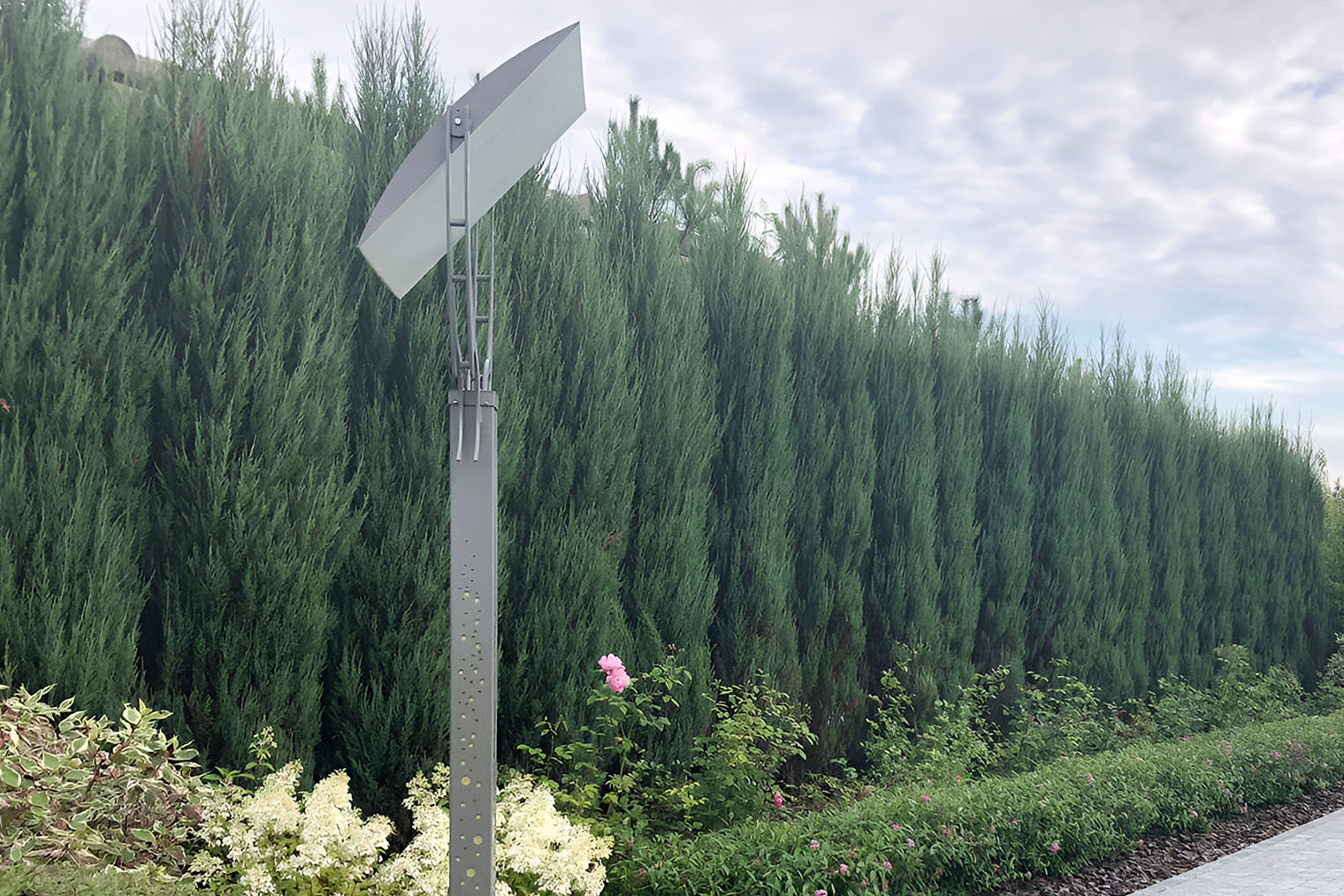 Взрослая изгородь из можжевельника скального. Источник: razumsad.com