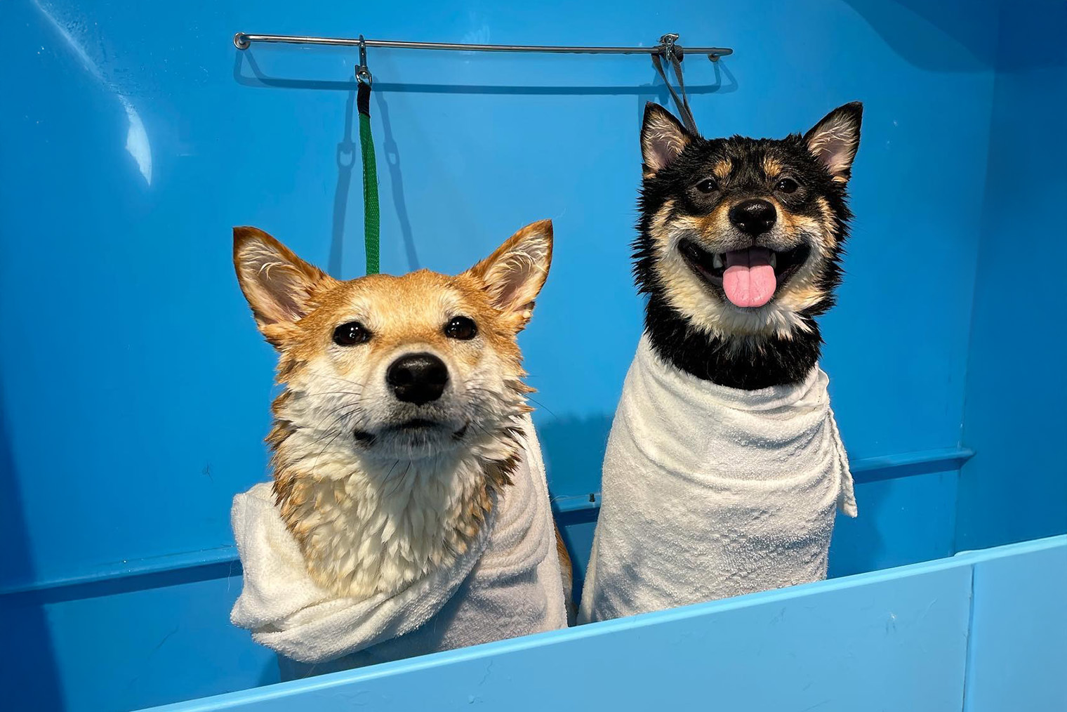 Источник: Doggo в соцсетях