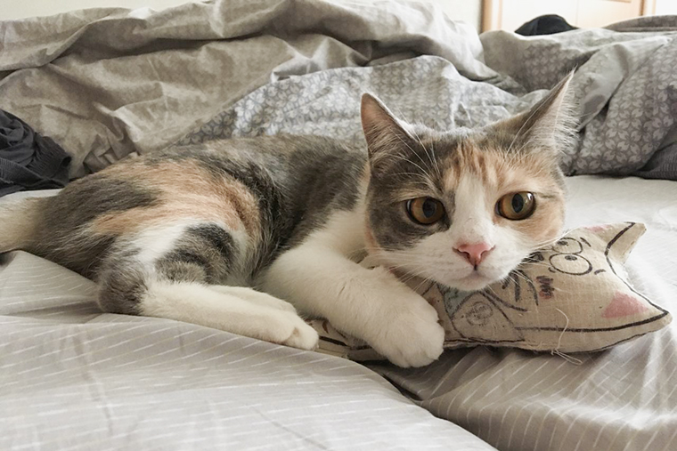 Наша кошка Тефтелька