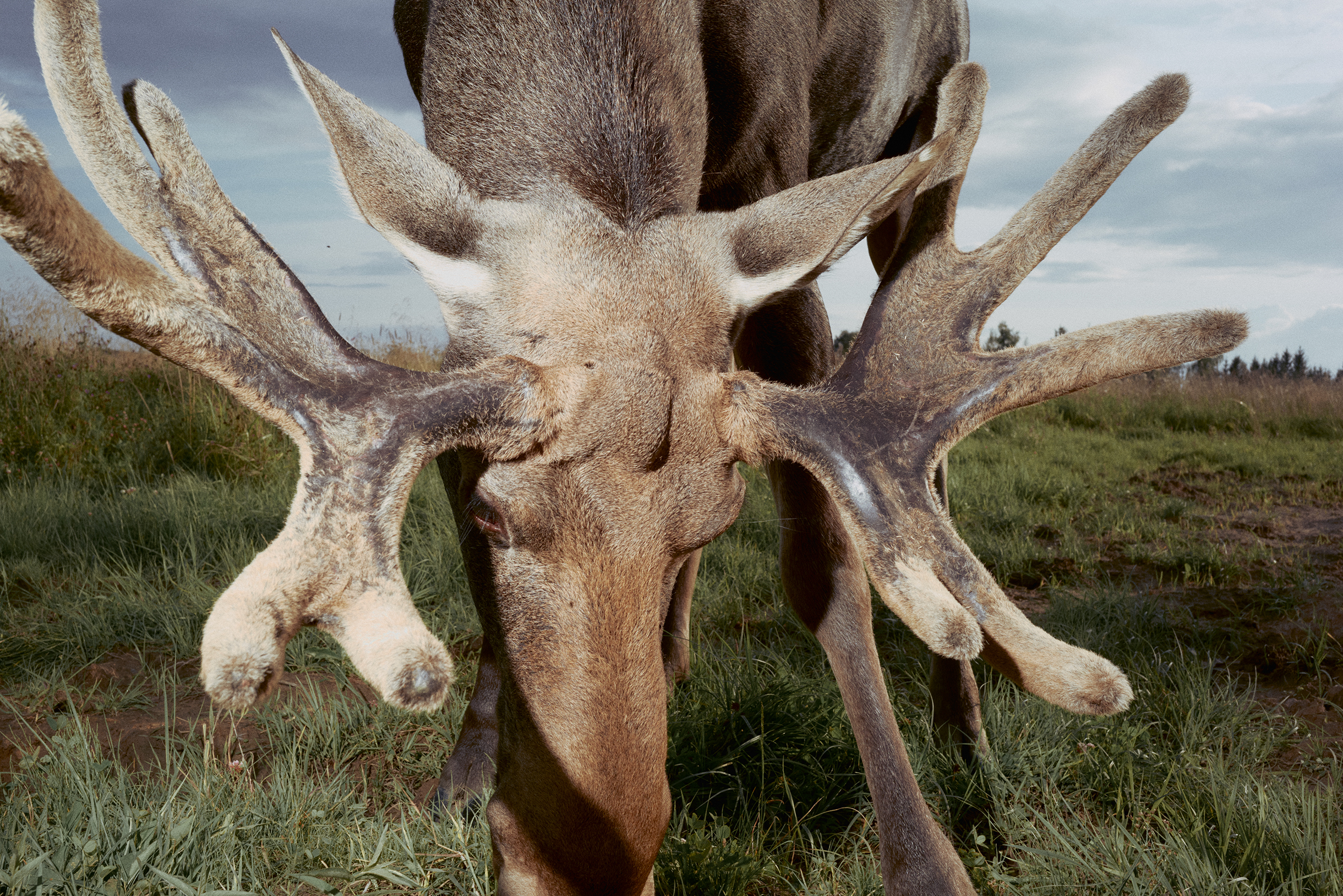 Лось Шоколадик — любимец подписчиков «Братства лосей». Хотя зверь не агрессивный, в игре он может боднуть других животных массивными рогами