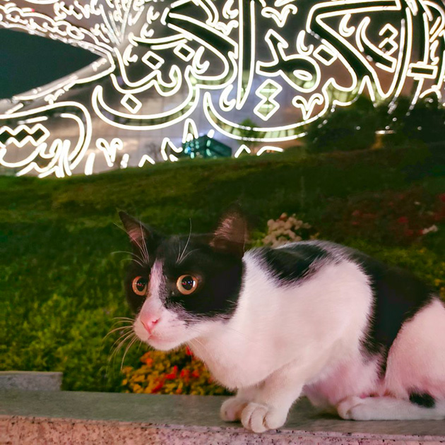 Дубайский уличный котик