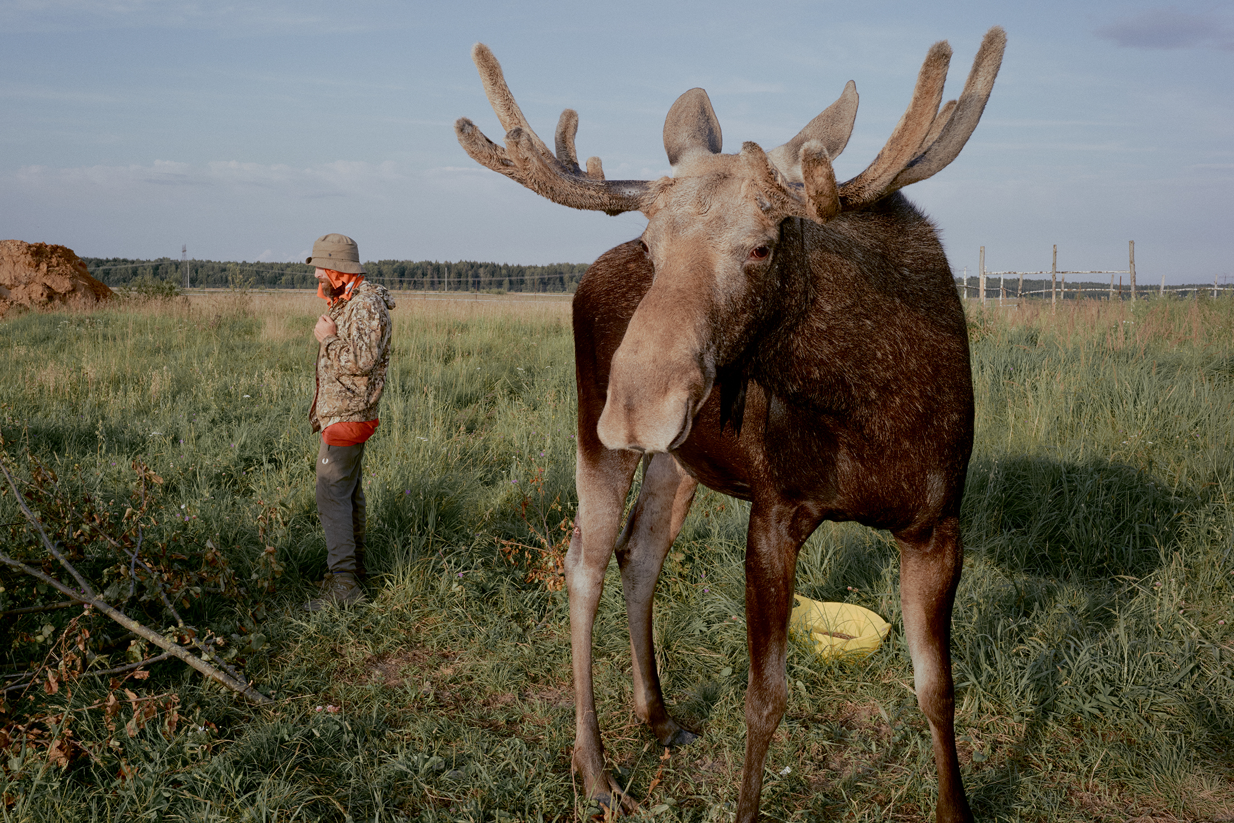 Желающие могут помочь центру как деньгами, так и продуктами — например, запасами красных яблок, которые лоси очень любят