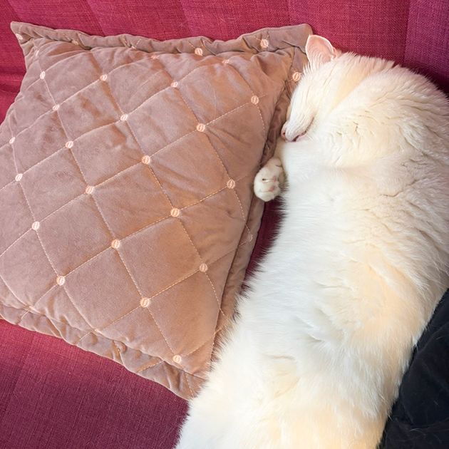 Ухожу на работу, а кошка остается дома спать