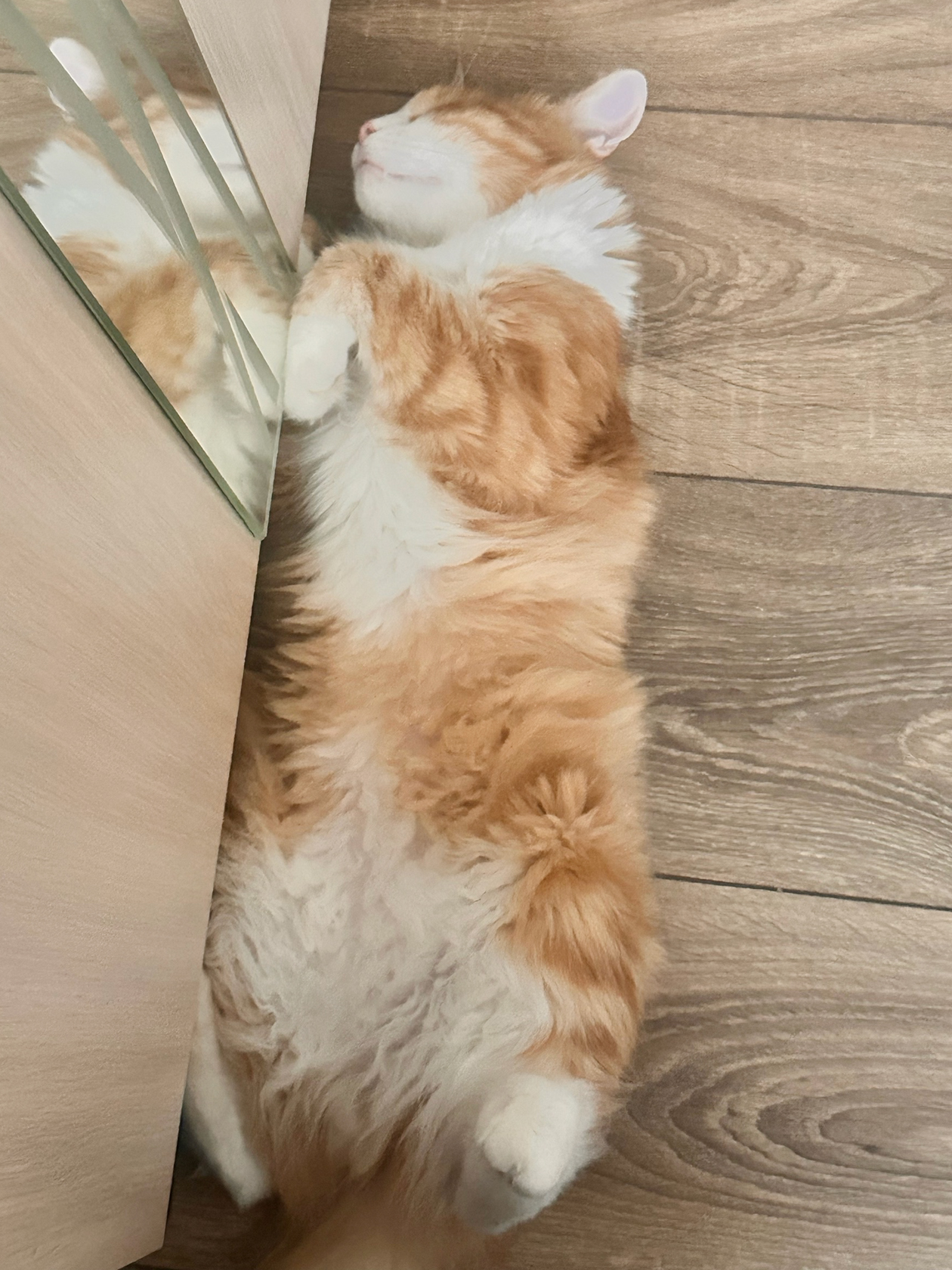 Наш милый Персик