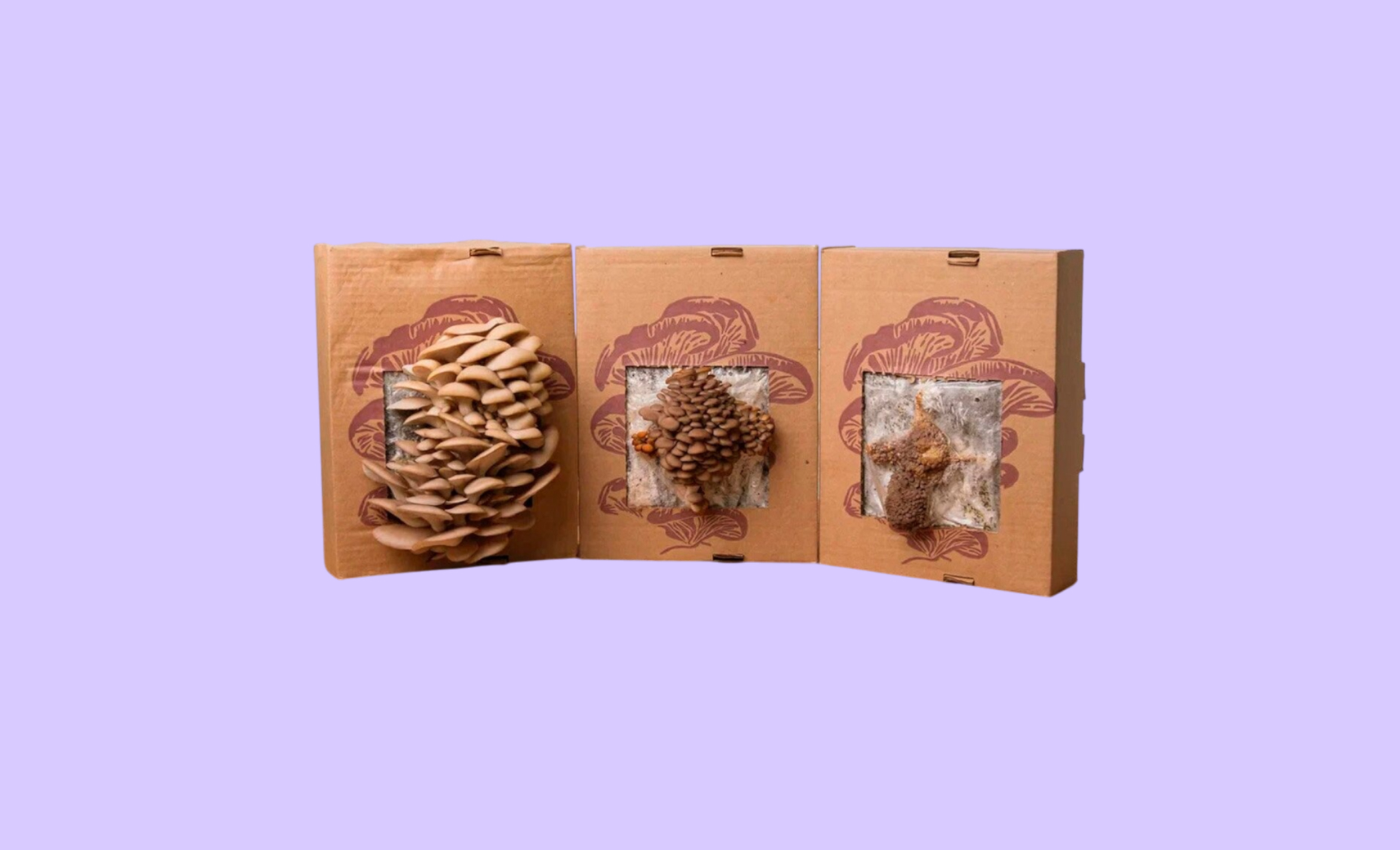 Вырастить грибы