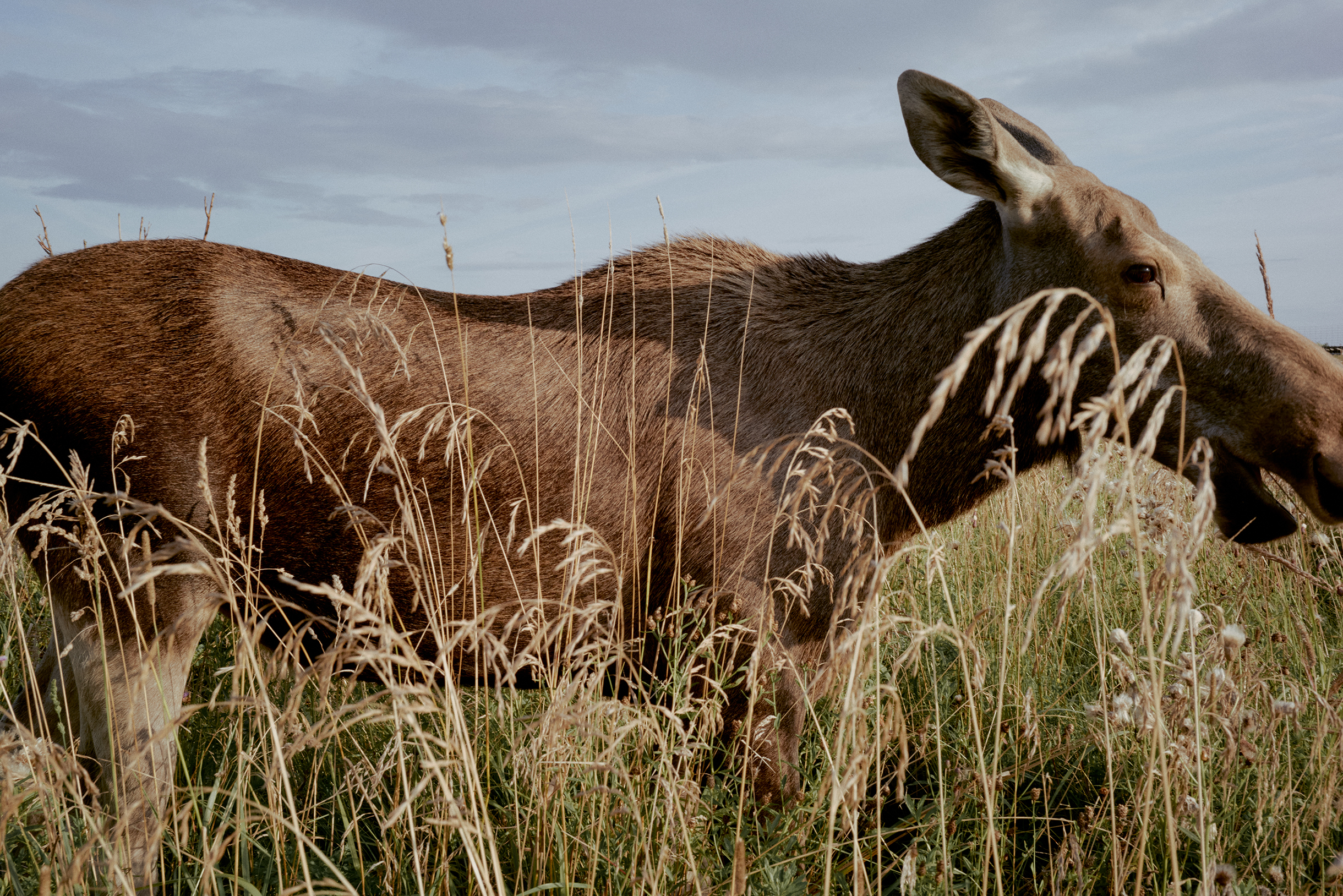 В центре живут две взрослые лосихи Сивка и Мурка. Отличить их от Шоколадика легко: рогов у них нет. Весят самки меньше самцов — в среднем 250—400 кг