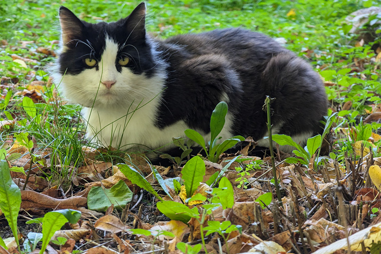 Котик на фоне осенней листвы