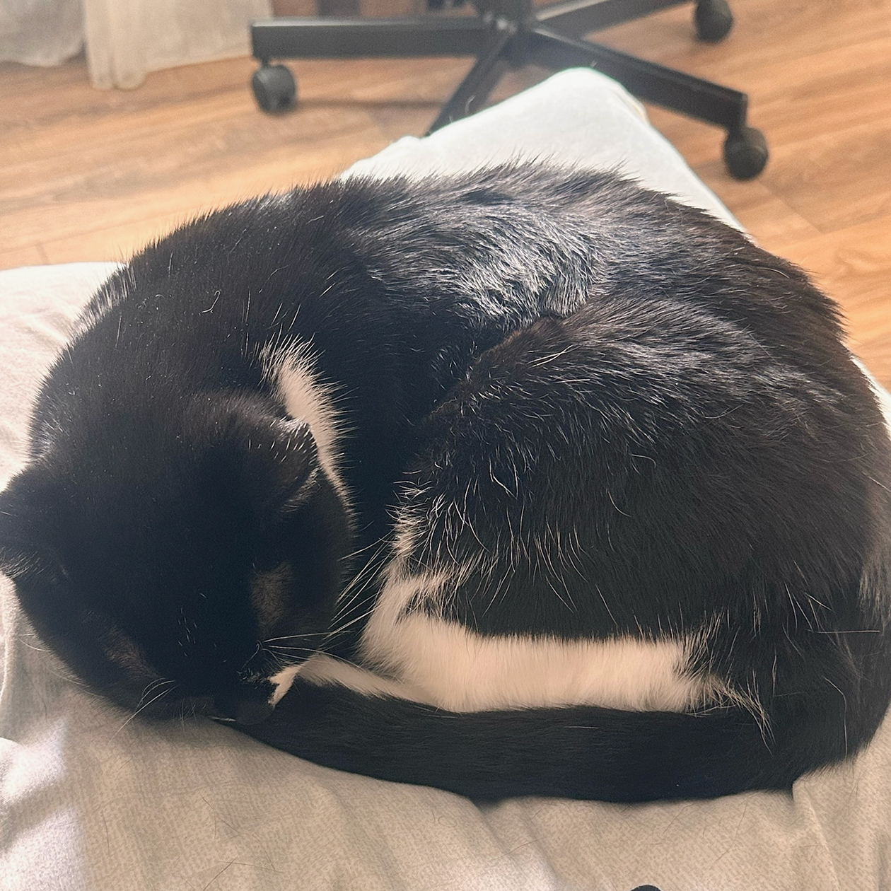 Гера отдыхает. Кошка очень любит всех вылизывать, иногда это доходит до смешного: пытается лизнуть в веки или в губы