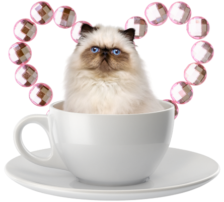 Лейбл заголовка