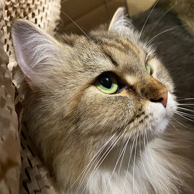 Кошка Сая не успела смыть те самые «козявочки» c уголков глаз перед фотосессией. Притворитесь, что вы ничего не заметили