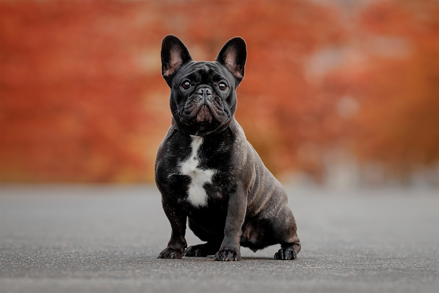Французский бульдог. © Madzik Maria / Shutterstock / FOTODOM