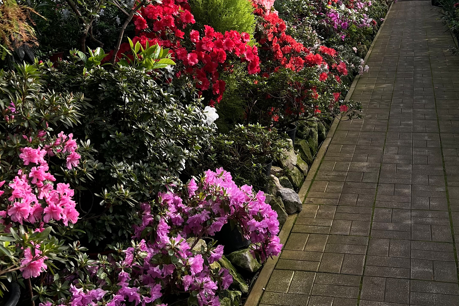 Потрясающие азалии в Ботаническом саду при Пермском Государственном Научно-исследовательском Университете