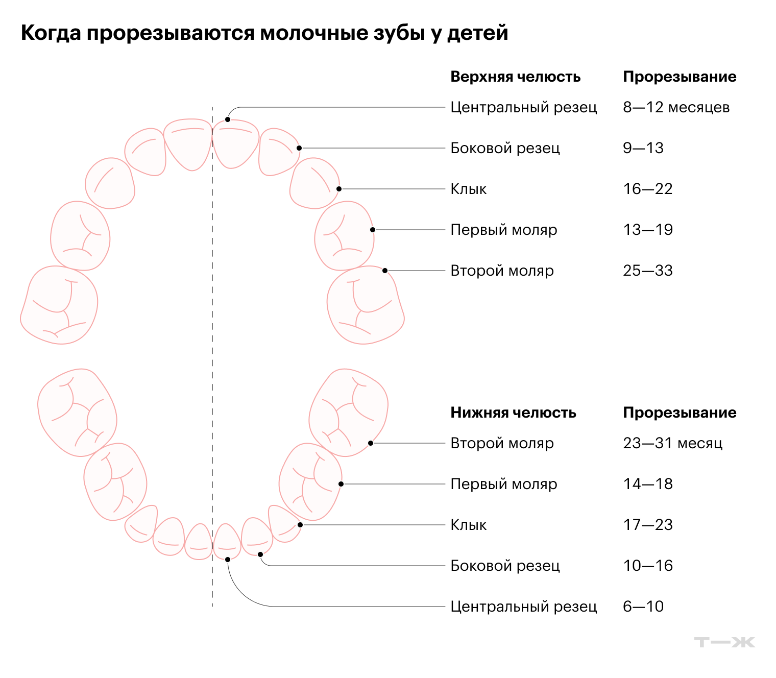 Когда прорезываются молочные зубы у детей