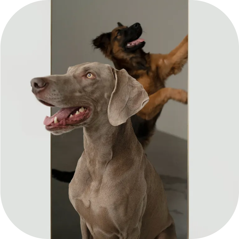 Как жить с собакой во взаимопонимании?