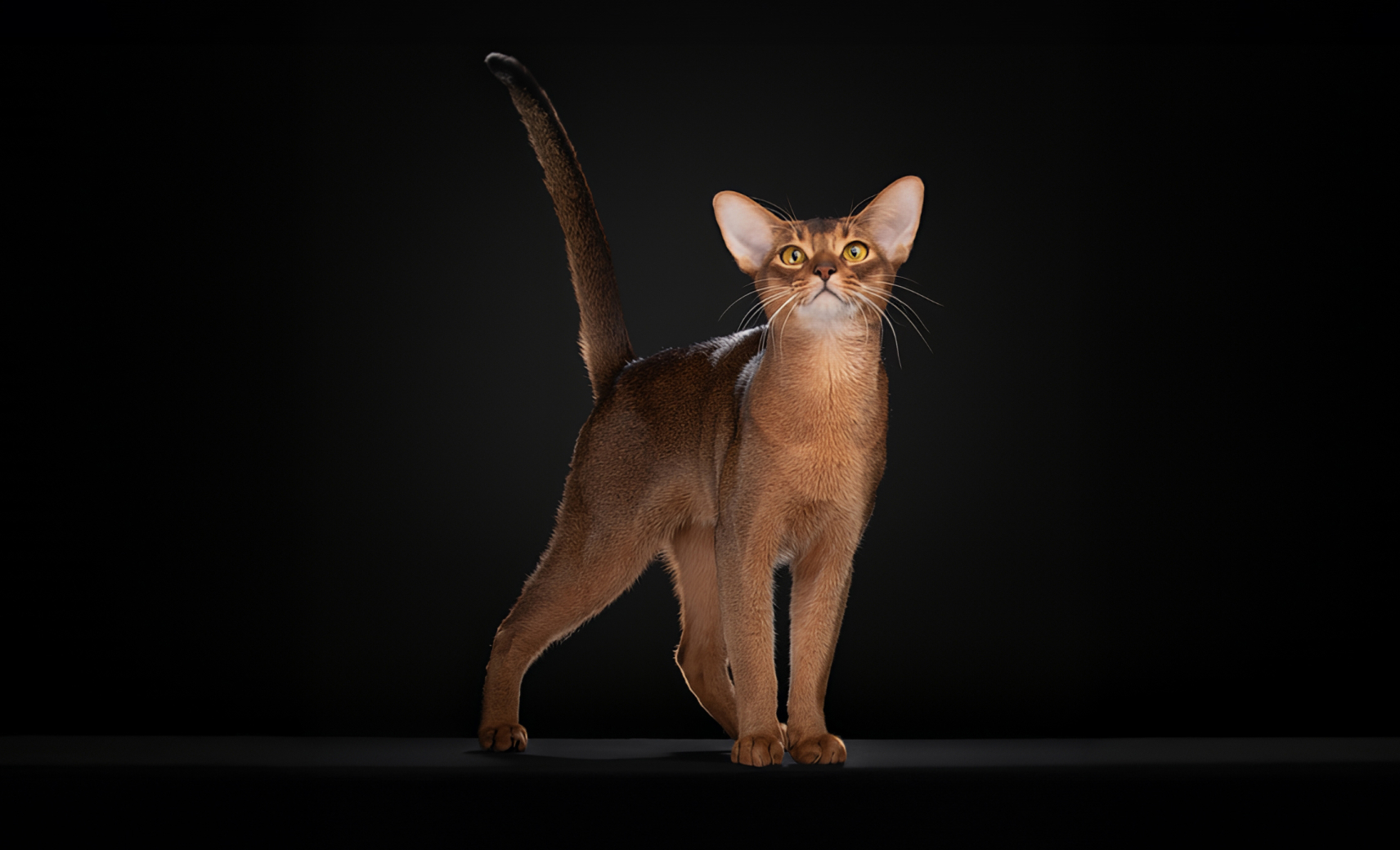 Абиссинская