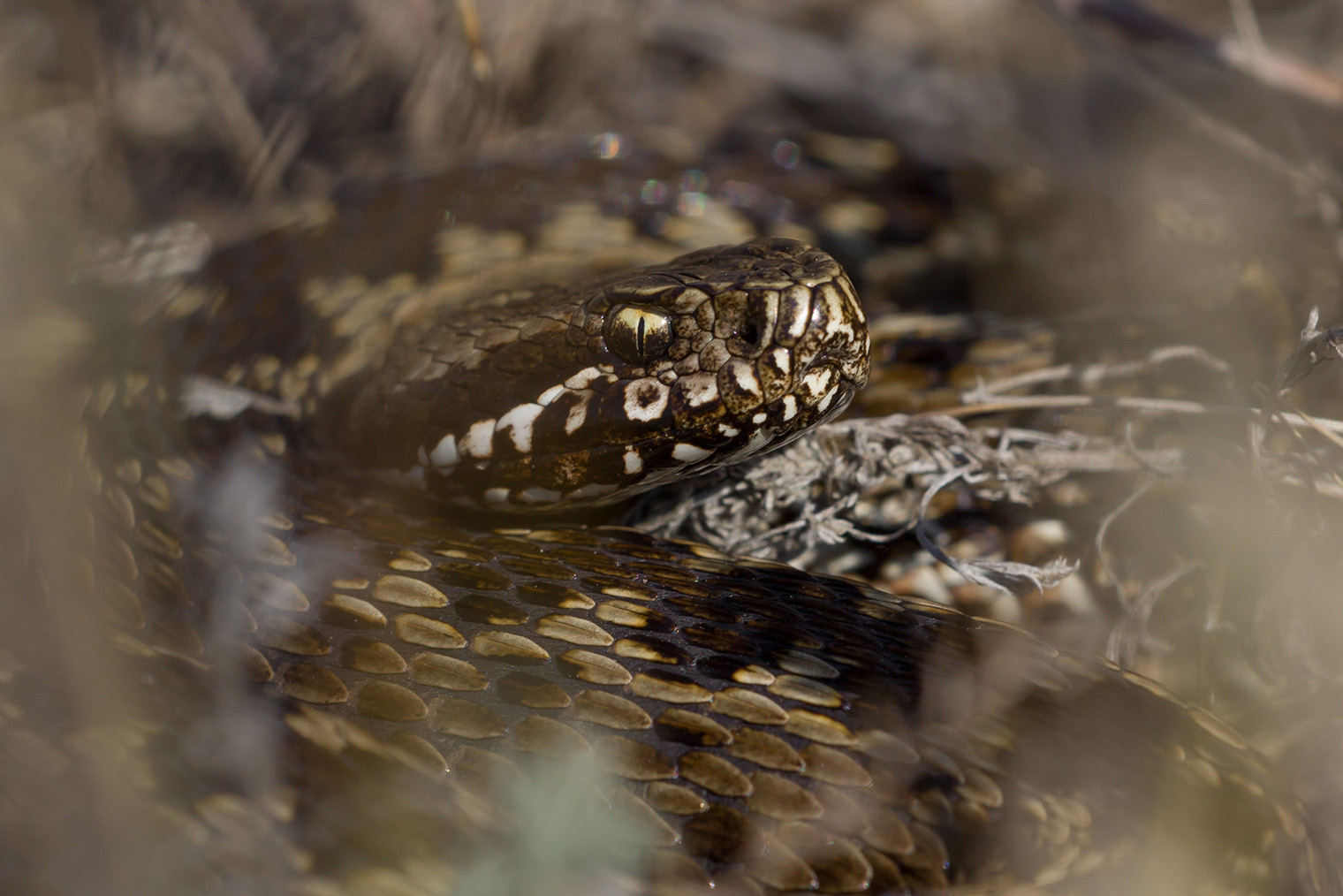 ⛔️ Степная гадюка серо-бурого окраса. Характерная черта — вертикальный зрачок. Фотография: Gergo Rak / Shutterstock / FOTODOM