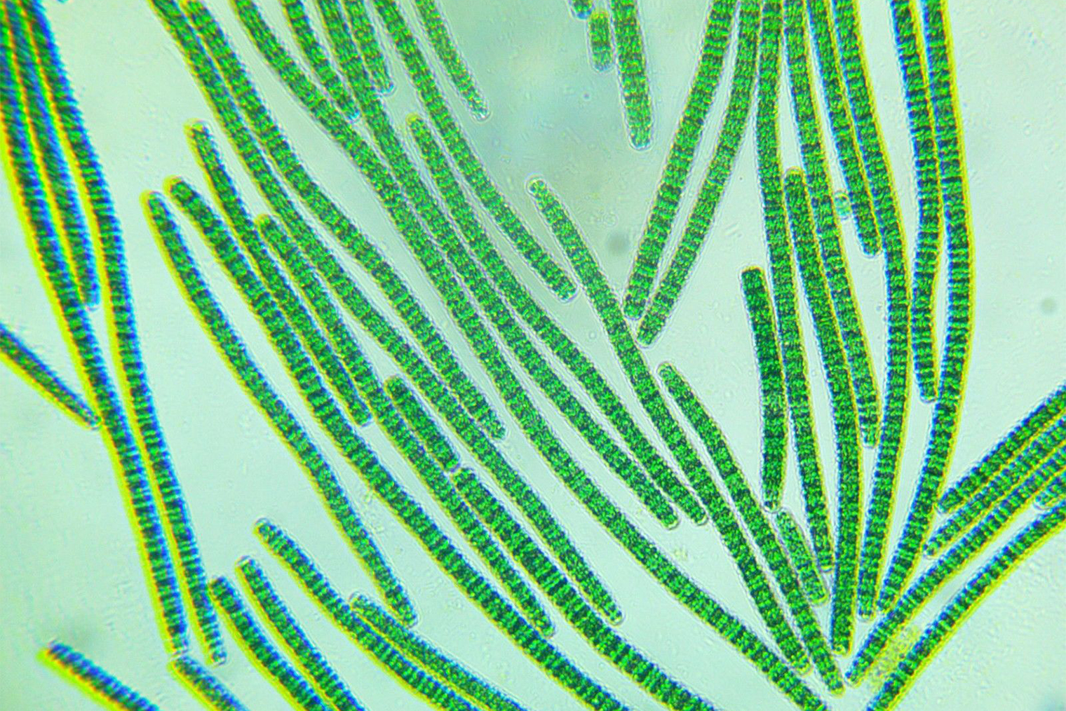 В отличие от водорослей, которые относят к низшим растениям, цианобактерии из рода Arthrospira — микроскопические одноклеточные организмы. Источник: algae-lab.com