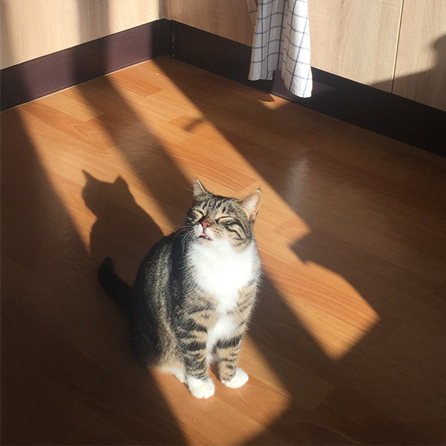 Моя кошка Куся что-то почуяла