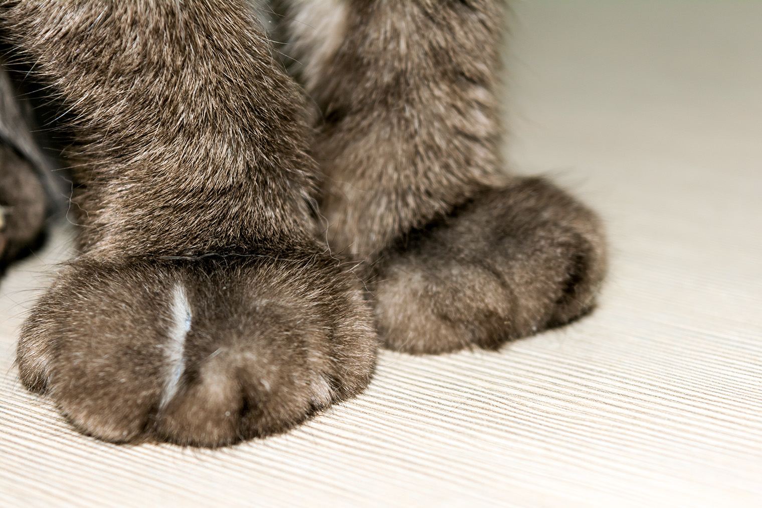 После удаления когтей кошке приходится делать упор на подушечки лап. Это может привести к артриту. Фотография: Anne Punch / Shutterstock
